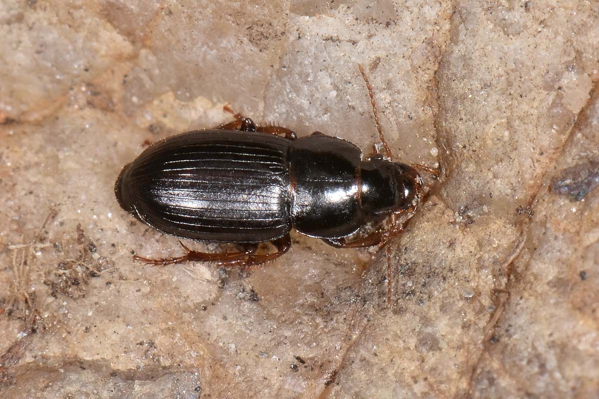 Carabidae: Harpalus sp?